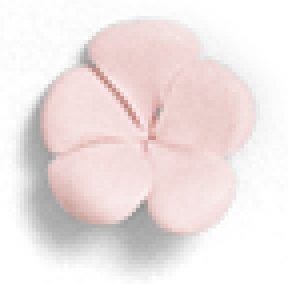 flower5